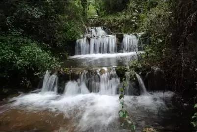 逃离橡子树种植地